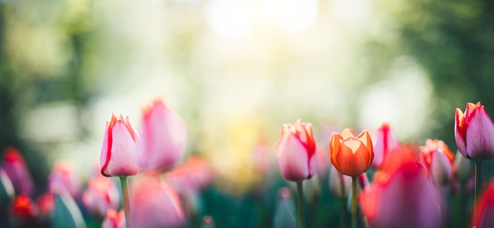 Grundstück ca. 580 m² - Haus ca. 142 m² - 01157 DD - "Rasch sein - Vorteil sichern"